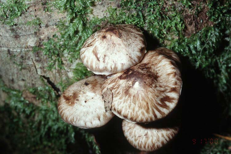 Psathyrella maculata